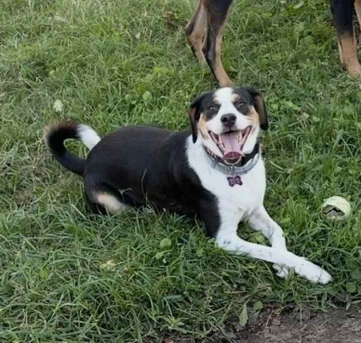 Photo of Pepper