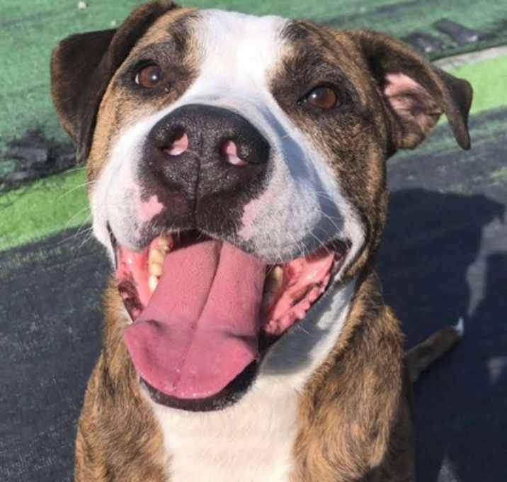 Photo of Buddy