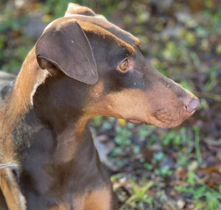 Photo of Sundae