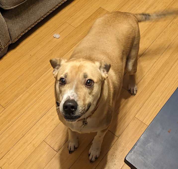 Photo of Cooper