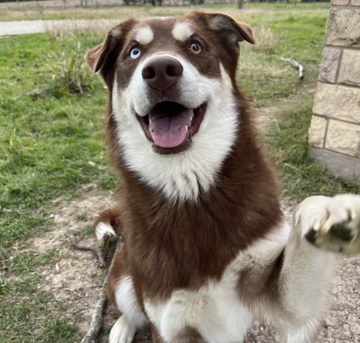 Photo of Koda