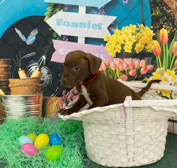 Photo of Puppy Litter