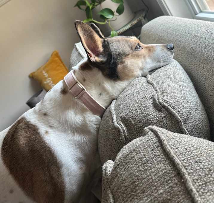 Photo of Maddie (velcro dog 🐾)