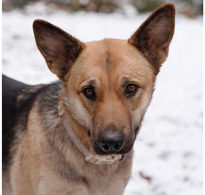 Photo of Sahara