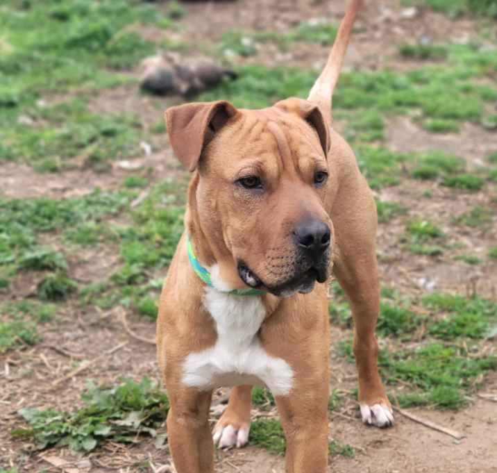 Photo of Opie the goober