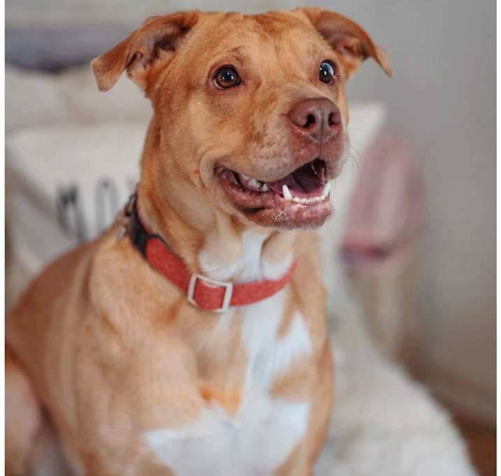 Photo of Mocha