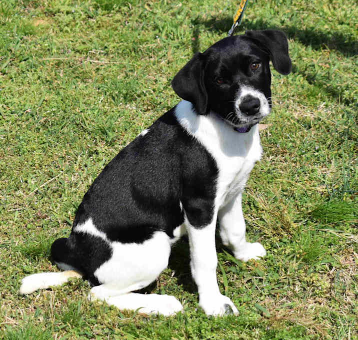 Photo of Cookie