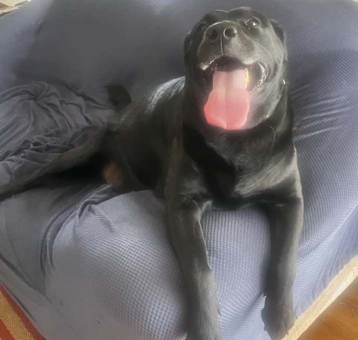 Photo of Hank