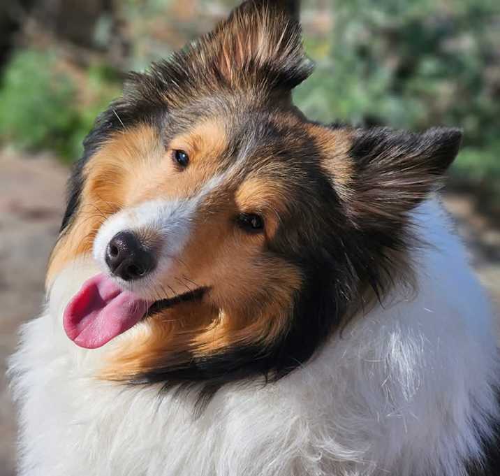 Photo of Romeo