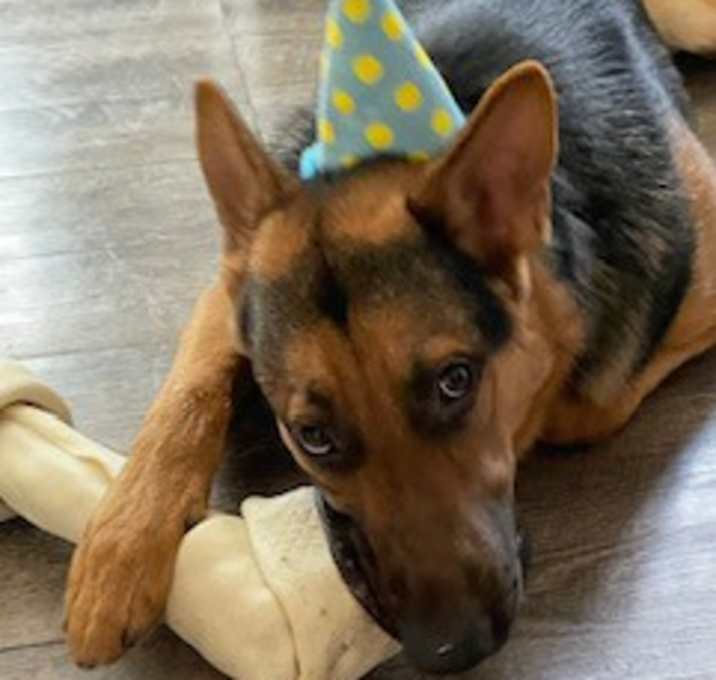 Photo of Dexter