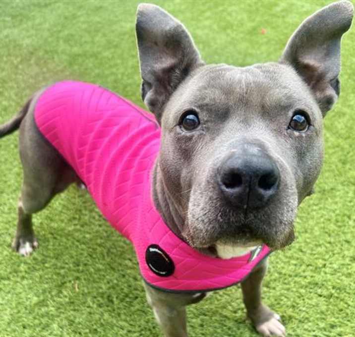 Photo of LOLA