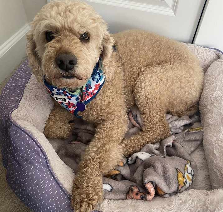 Photo of Eugene (pending medical)