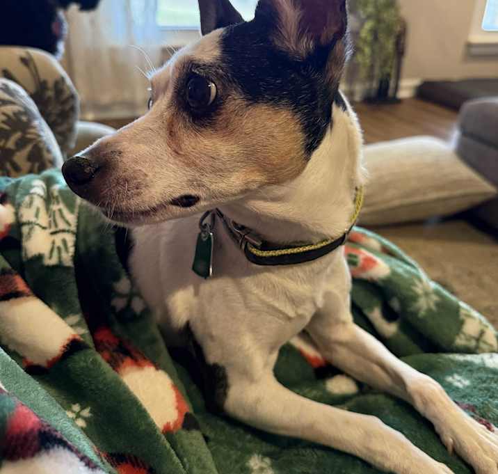 Photo of Lucky/Halo