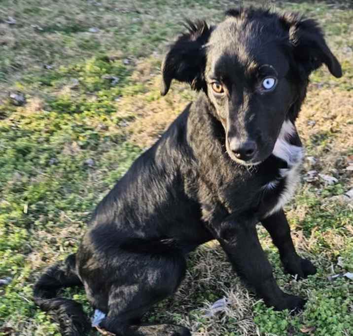 Photo of PUPPY KENZIE