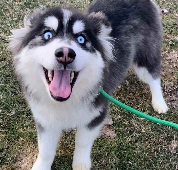 Photo of Bandit