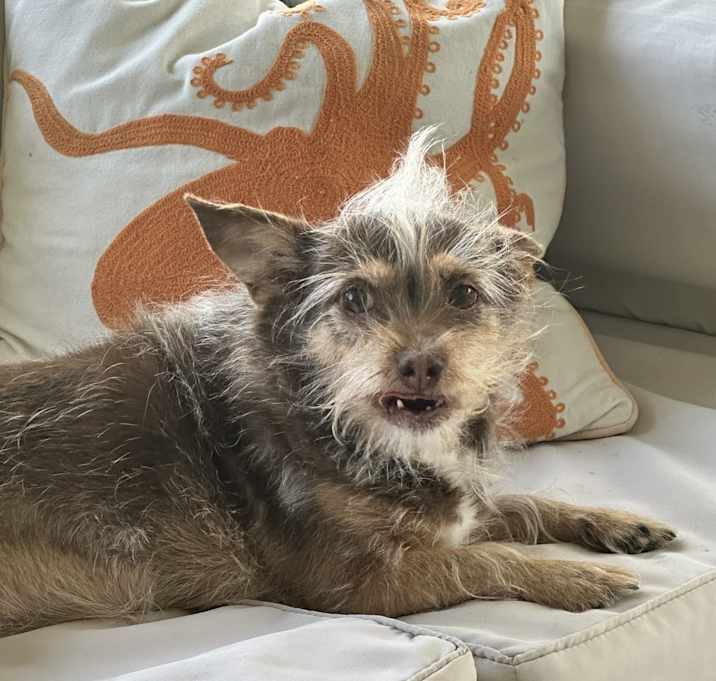 Photo of Honey