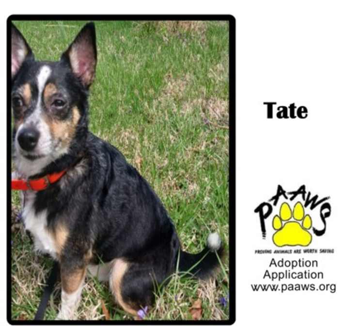 Photo of Tate