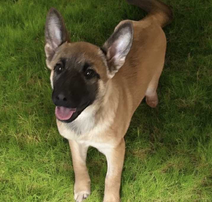 Photo of BROOKLYN NEEDS 4wk FOSTER