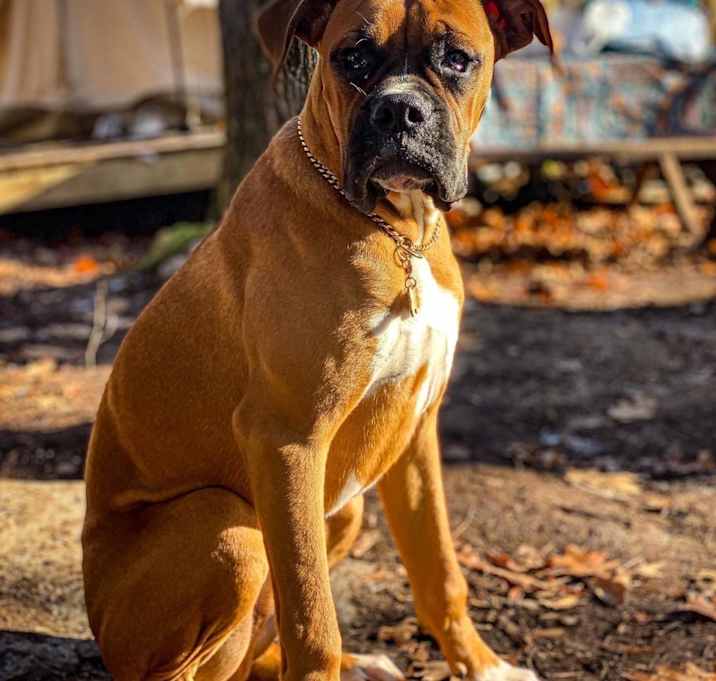 Photo of Rusty