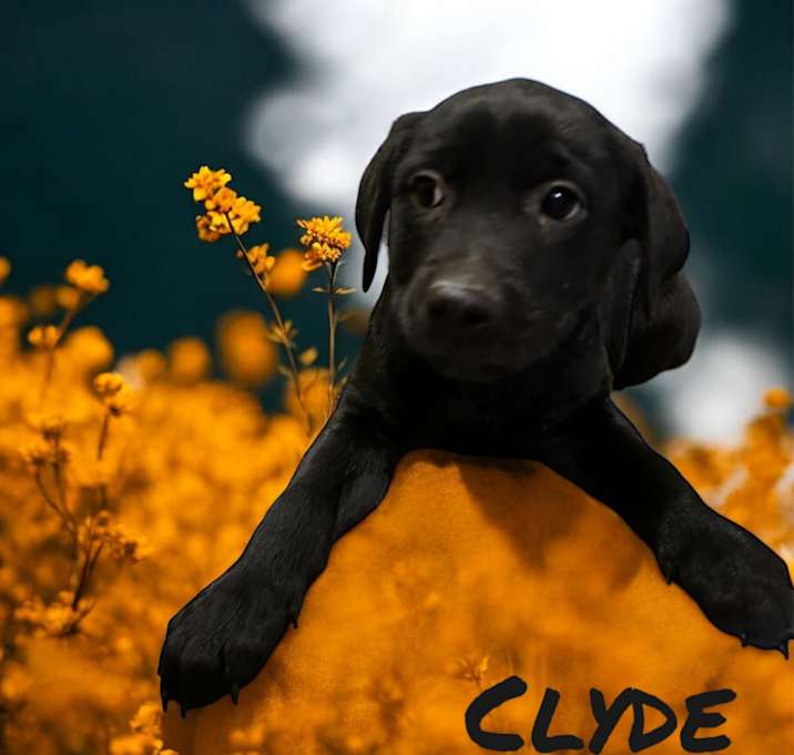 Photo of Clyde