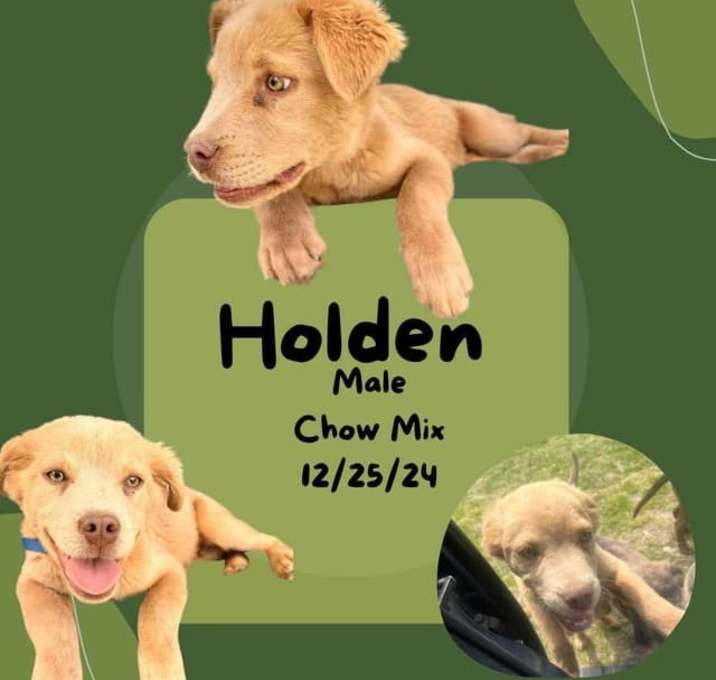 Photo of Holden