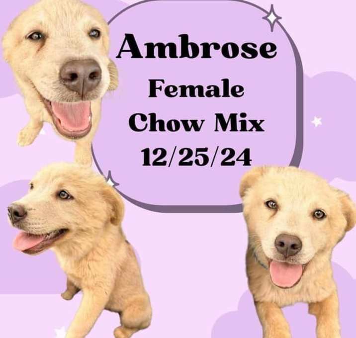 Photo of Ambrose