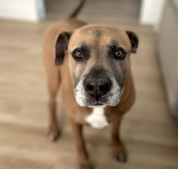 Photo of GUNNER the GOLDEN PAWCHELOR
