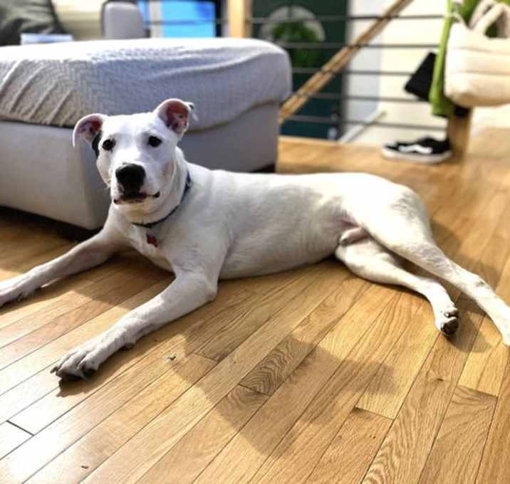 Photo of Spotty