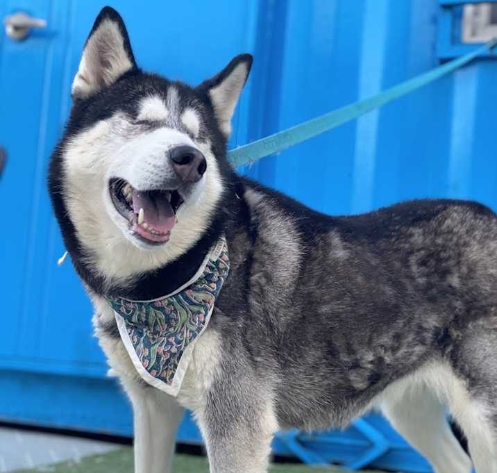 Photo of Stella