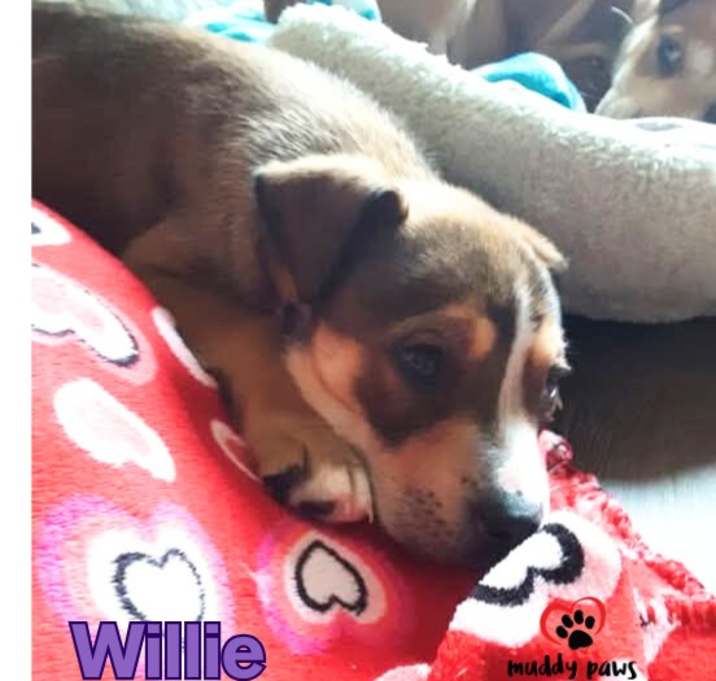 Photo of Kira's Litter:  Willie