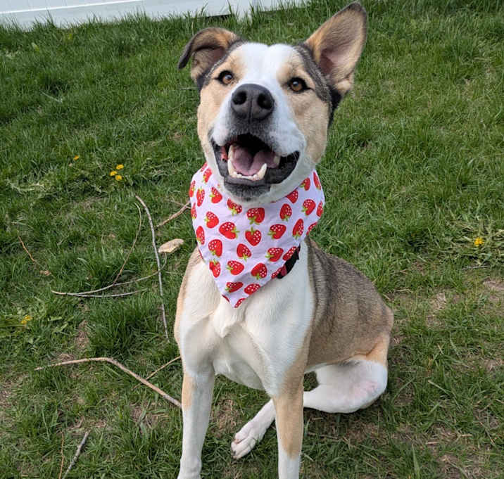 Photo of Ruby (Noodles)