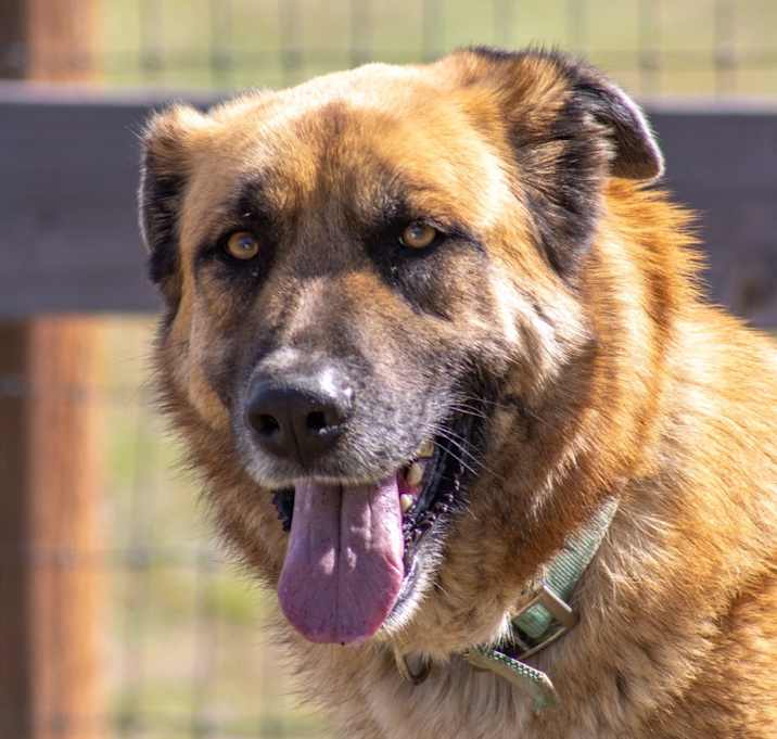 Photo of Moose