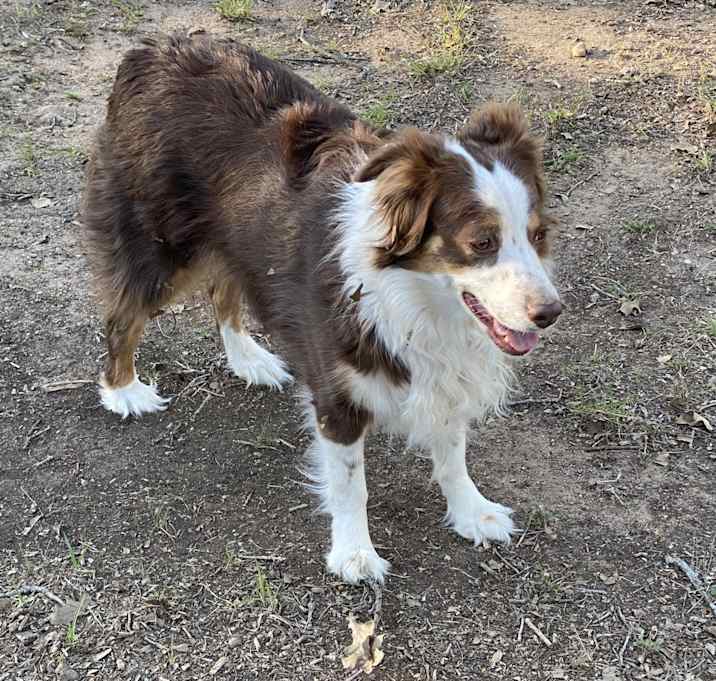 Photo of Scout
