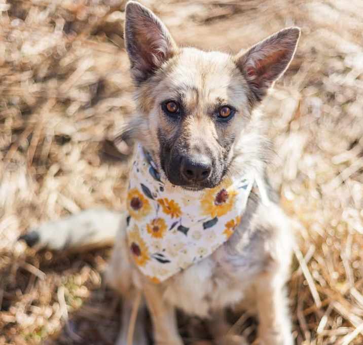 Photo of Cirilla