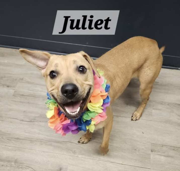 Photo of Juliet