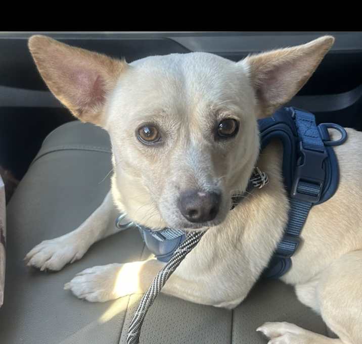 Photo of Max