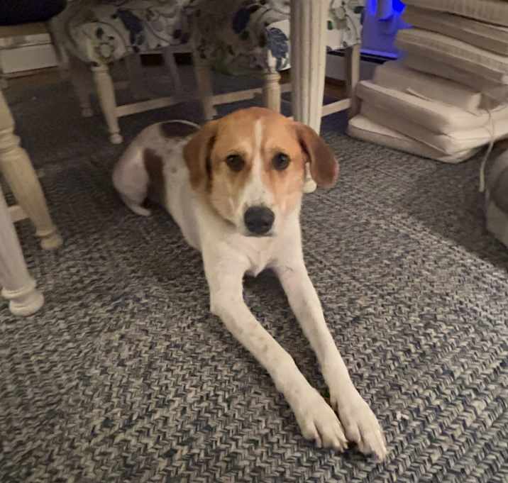 Photo of Hunter