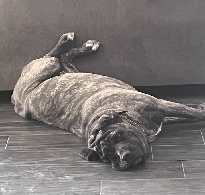 Photo of Phoebe