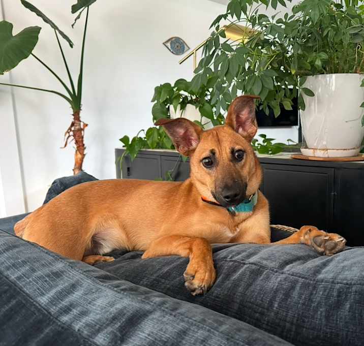 Photo of Hank