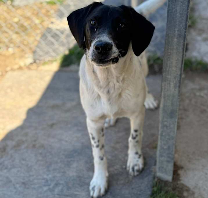 Photo of Charlie