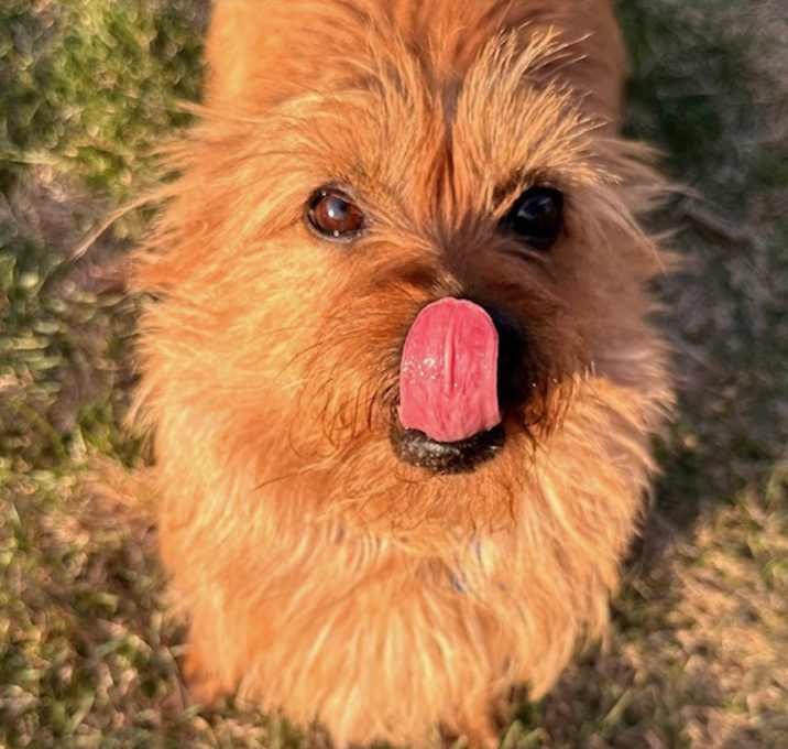 Photo of Gracie