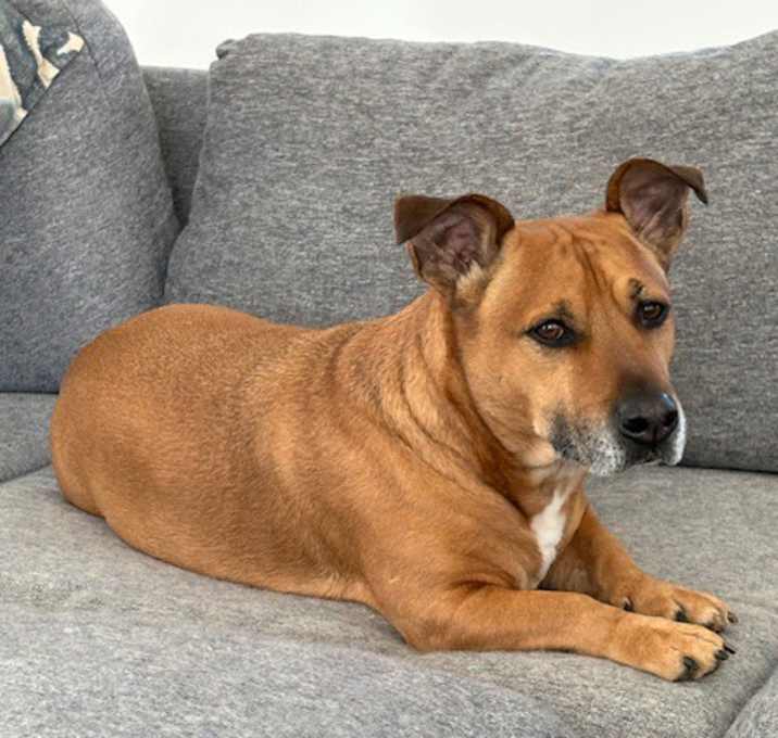 Photo of Louie