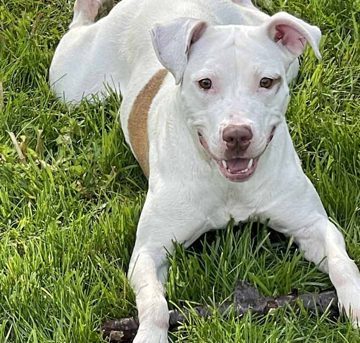 Photo of Luna