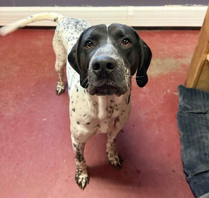 Photo of Ace