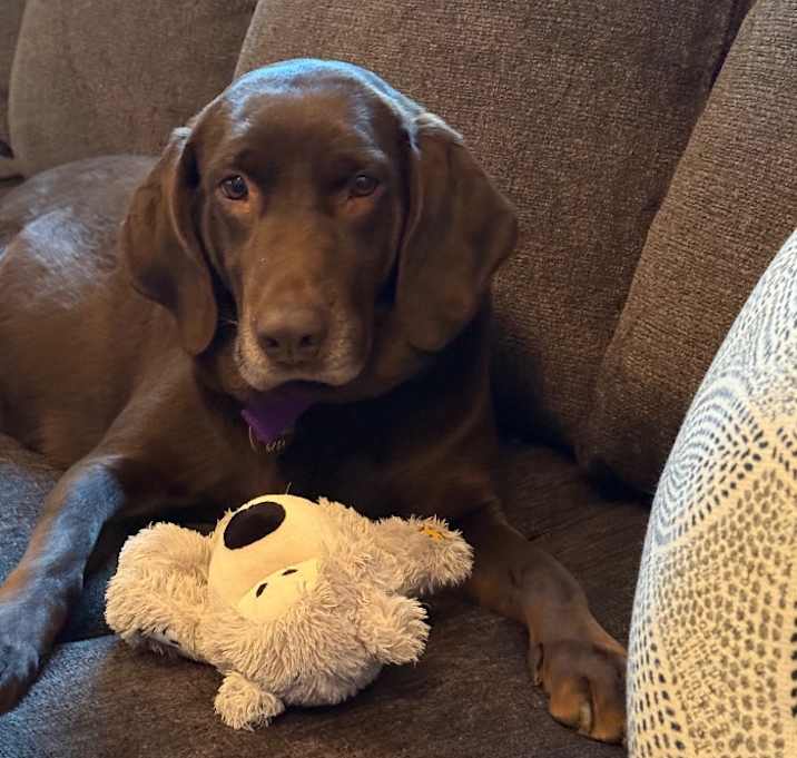 Photo of Cocoa