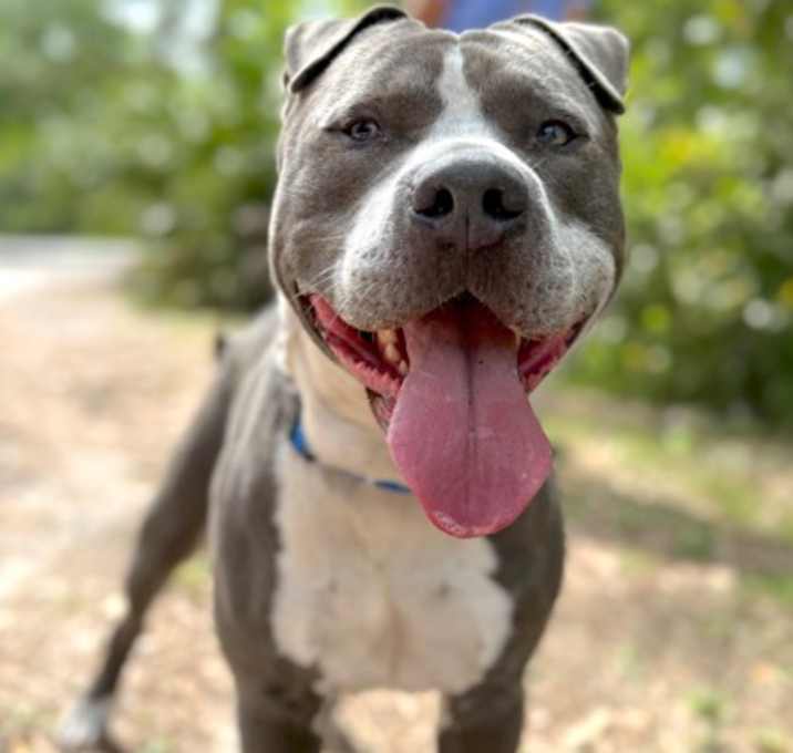 Photo of Blue