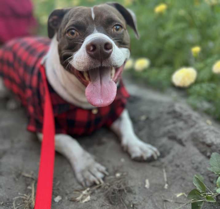 Photo of Apollo