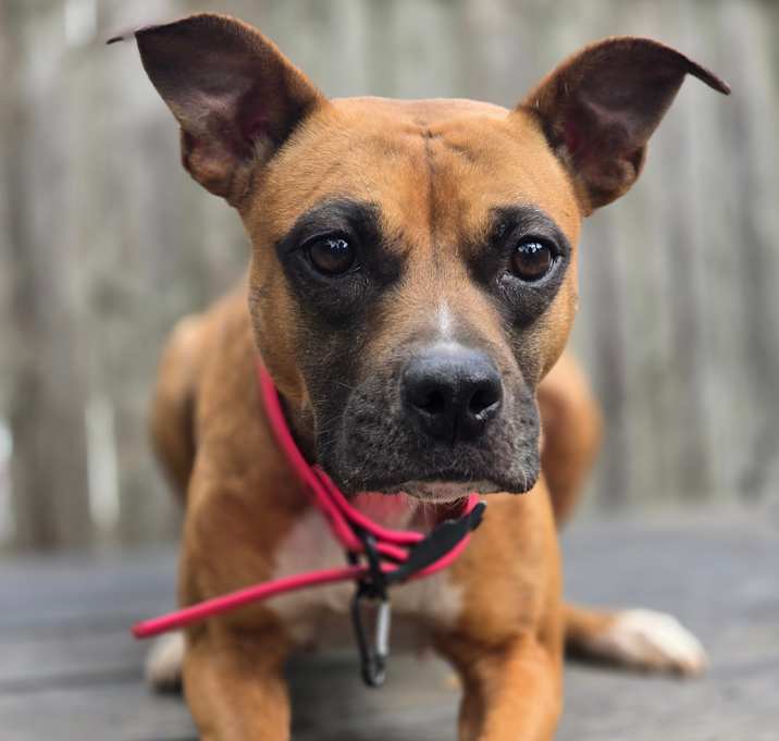 Photo of Rosie
