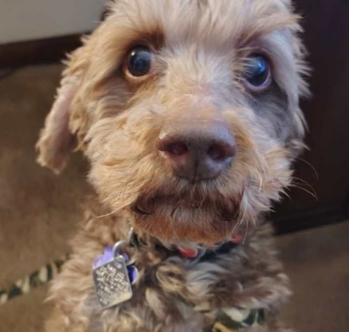 Photo of Ricky - Fairfield