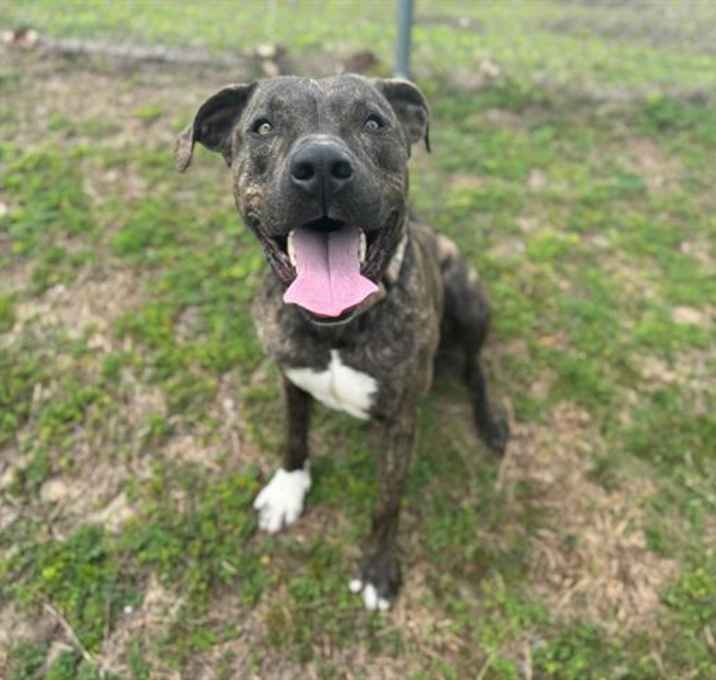 Photo of ROLO